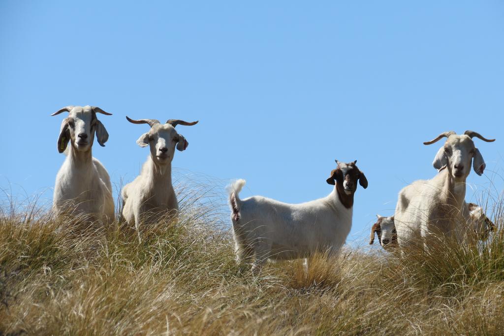 Mt Potts Lodge Ashburton Lakes Bagian luar foto
